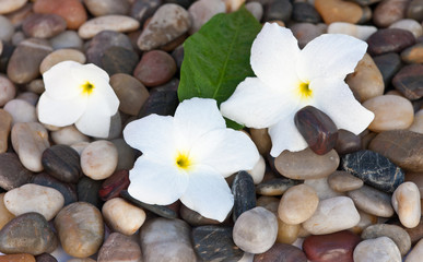 fleurs blanches de frangipanier sur lit de galets