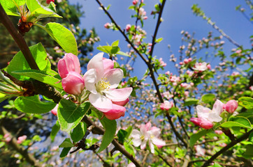 Apfelblüte - apple blossom 06