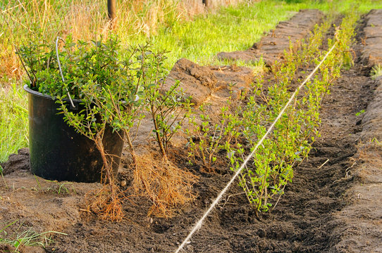 Hecke pflanzen - planting a hedge 04