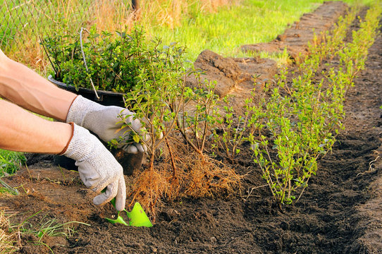 Hecke pflanzen - planting a hedge 05