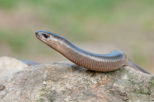 Blindschleiche