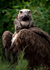 Lappet-faced Vulture