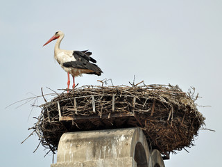 storch