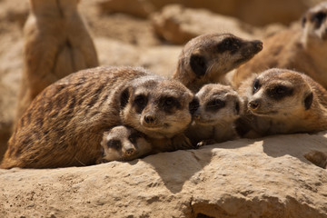 Erdmännchen, Erdmännchengruppe
