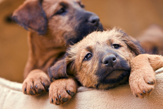 Irish Terrier Welpen