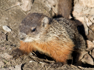 Marmotte du québec