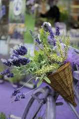 lavanda