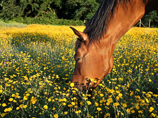 Cavallo