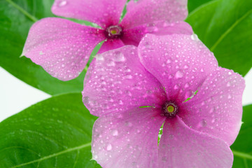 pervenche de Madagascar, catharanthus roseus, catharanthe