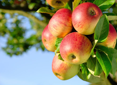 Erntereife farbenfrohe &Auml;pfel am Ast