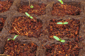 Young growing seedlings