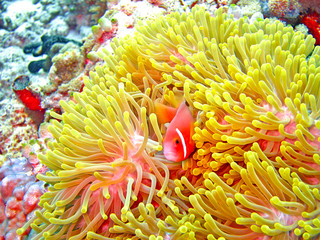 nemone fish with anemone