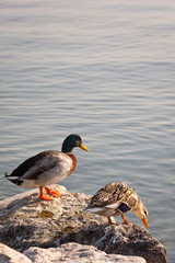 ducks ready to jump into sea