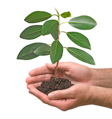 sapling in hands