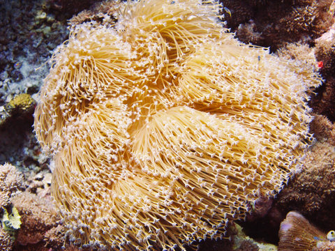 Golden coral