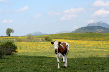 Fototapeta na wymiar Krowa na Puy de Dome