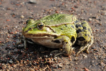 rare green frog