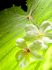 Aleurites Montana flower, white mix with nice background