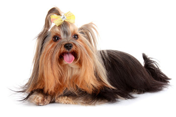 Yorkshire Terrier puppy isolated on white