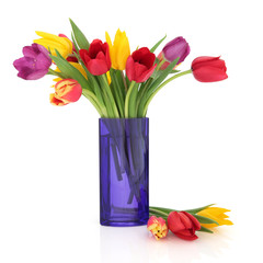 Tulip Flower Beauty