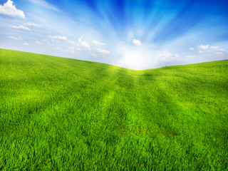 Fototapeta na wymiar fresh green grass with bright blue sky