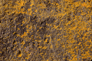 yellow lichens and black stone background