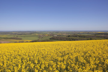 golden springtime landscape