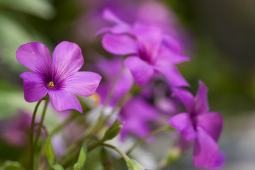 Fototapeta premium fleur