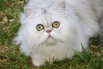 PERSAN CHINCHILLA