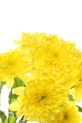 Yellow chrysanthemums