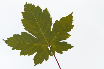 gr&uuml;nes ahorn blatt