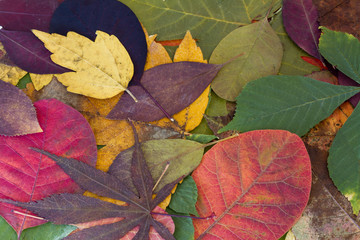 Fototapeta na wymiar kolorowe jesienne liście odbarwione