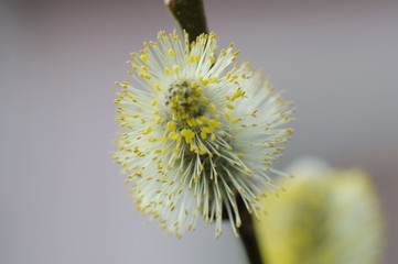 Sal-Weidenblüte