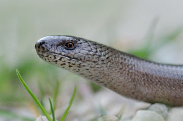 Blindschleiche, Slow worm, Anguis fragilis