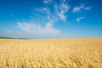 field of rye