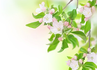 Apple Spring Flowers. Blossom Design - obrazy, fototapety, plakaty