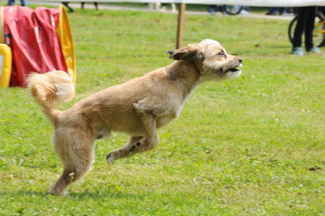 agility dog
