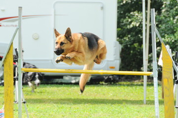 agility dog