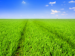 Fototapeta premium Summer Landscape