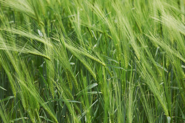 green wheat field