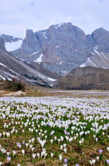 Obraz premium Prato di crocus al Passo San Pellegrino - Dolomiti Alto Adige