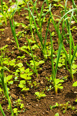 onion growing in a garden