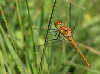 Libellula