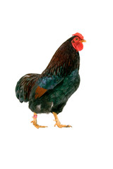 a Partridge Bantam Rooster Strutting isolated on white