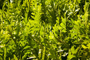 Hawaiian Lauae Ferns on a Bright Sunny Day