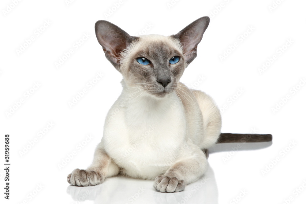 Sticker oriental blue-point siamese cat