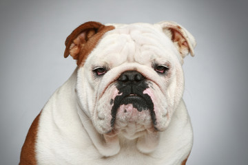 English bulldog on grey background