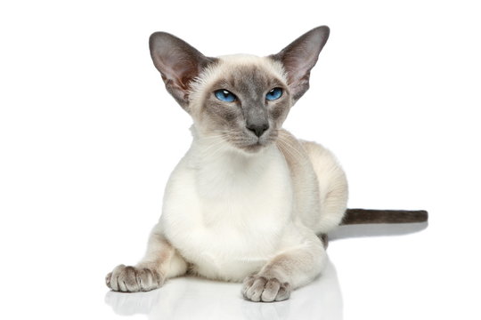 Яванская кошка