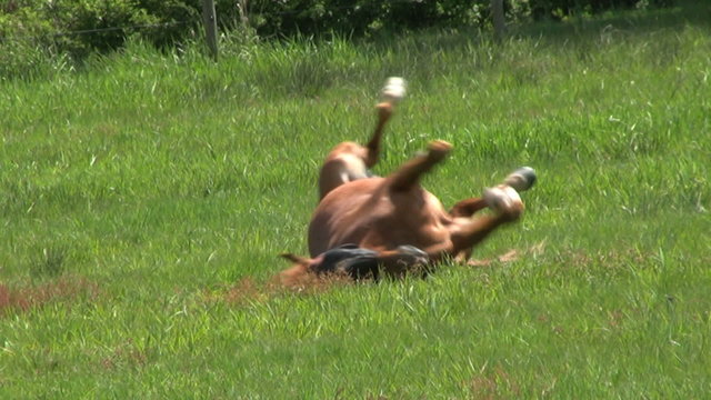 Brown Horse Rolls Over In A Farmers Field