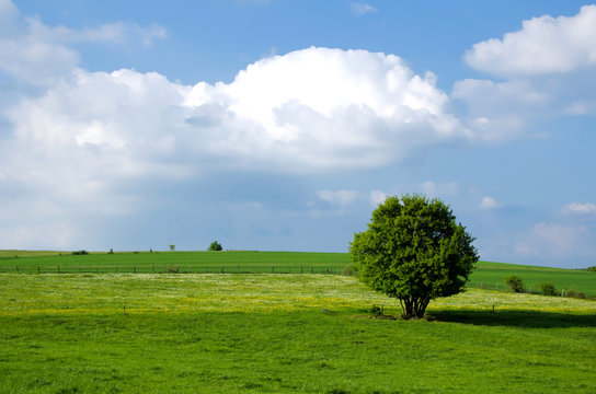 bosquet d'arbres